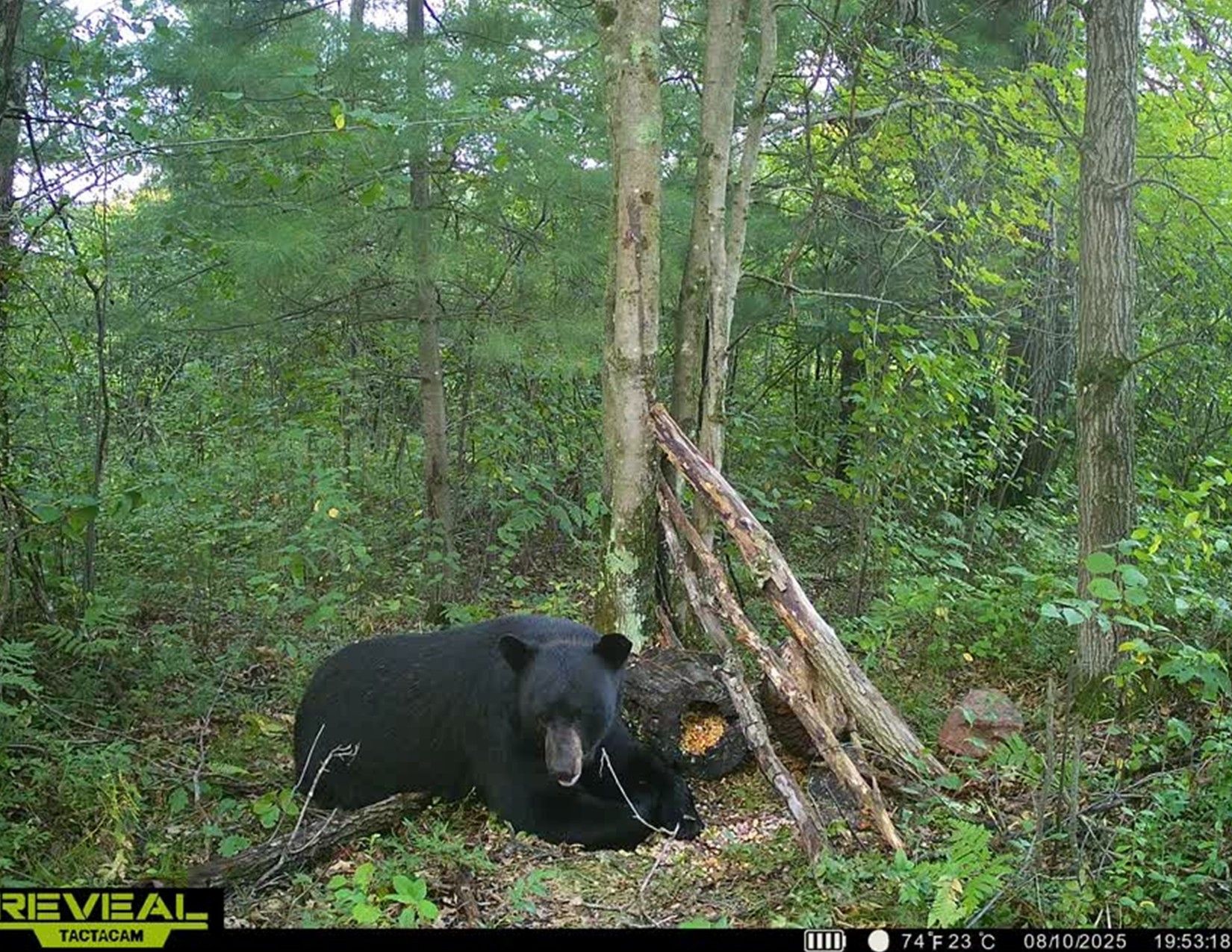 Listing Photo: Trail Camera Photo4